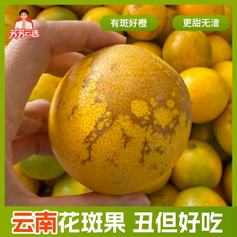 正宗云南褚橙花斑果大果 比冰糖橙甜度更高 花斑橙当季品质水果