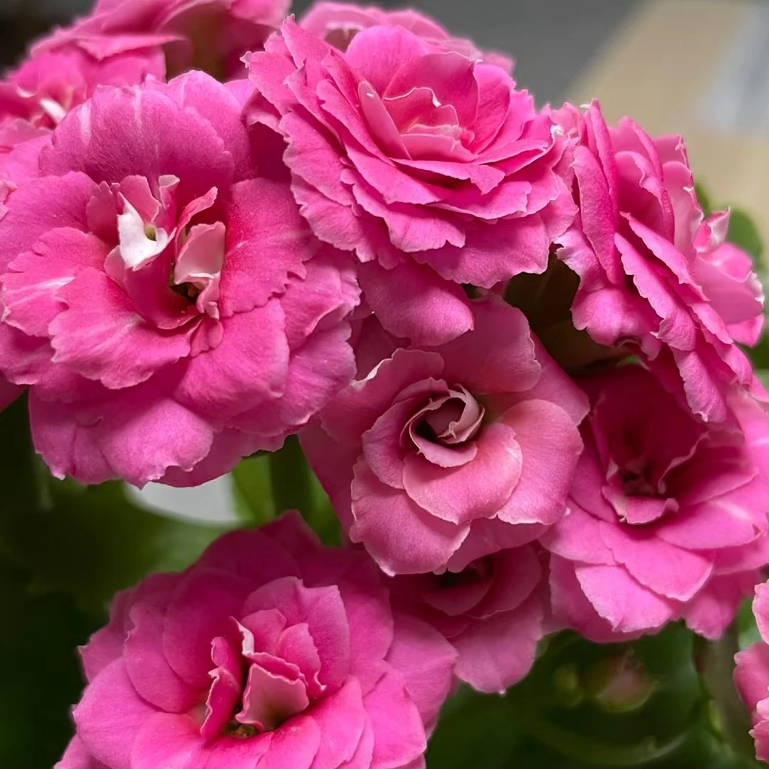 110盆【康斯特】超级大花4CM 精品盆栽长寿 基地直发 粉色紫色