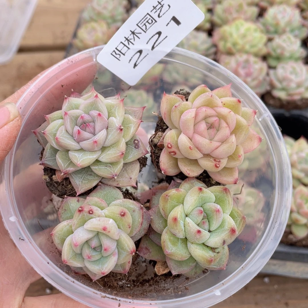 多肉植物多肉植物221