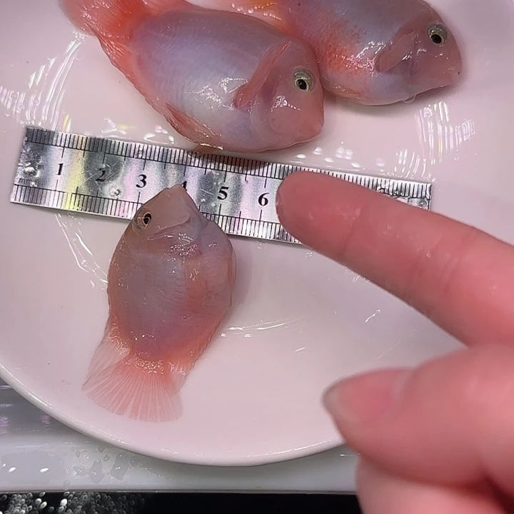 短鲷鱼一公2母胭脂粉