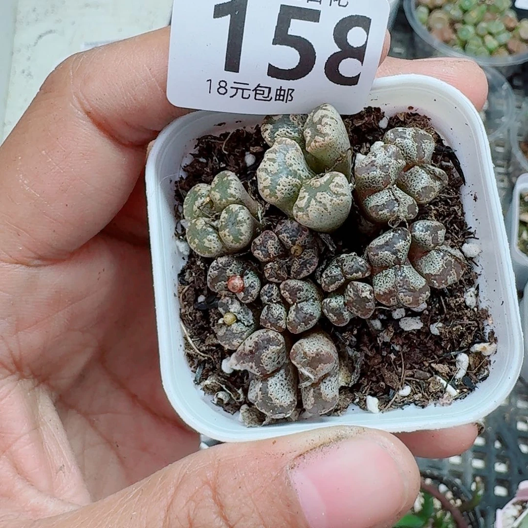 158多肉植物多肉植物