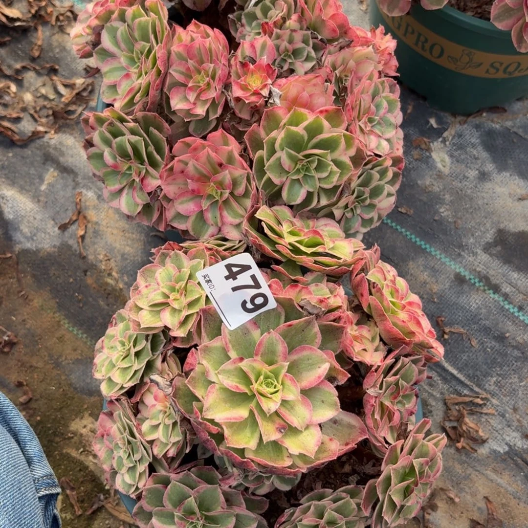 479两个姿势多肉植物