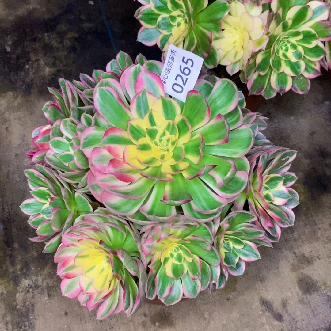 冬****绿0265海王多肉植物