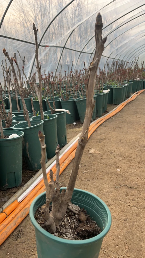 菏泽基地直发盆栽牡丹花王
