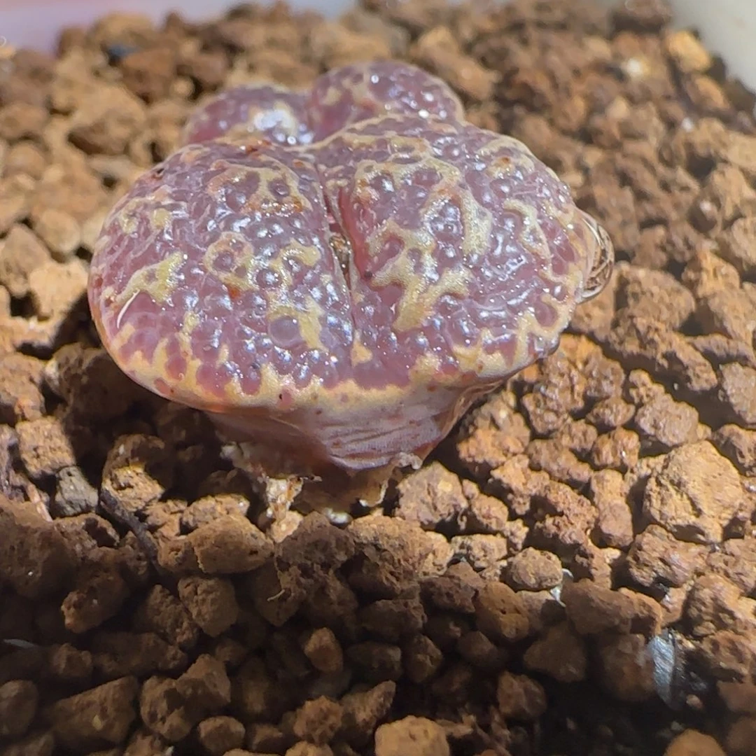 肉锥多肉植物组合-超级泡泡勋740