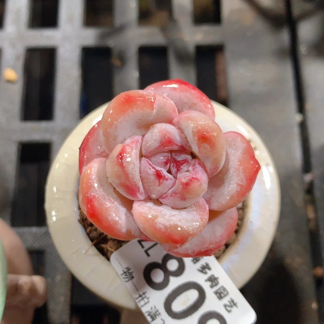 5CM拇指盆精控多肉ZL809