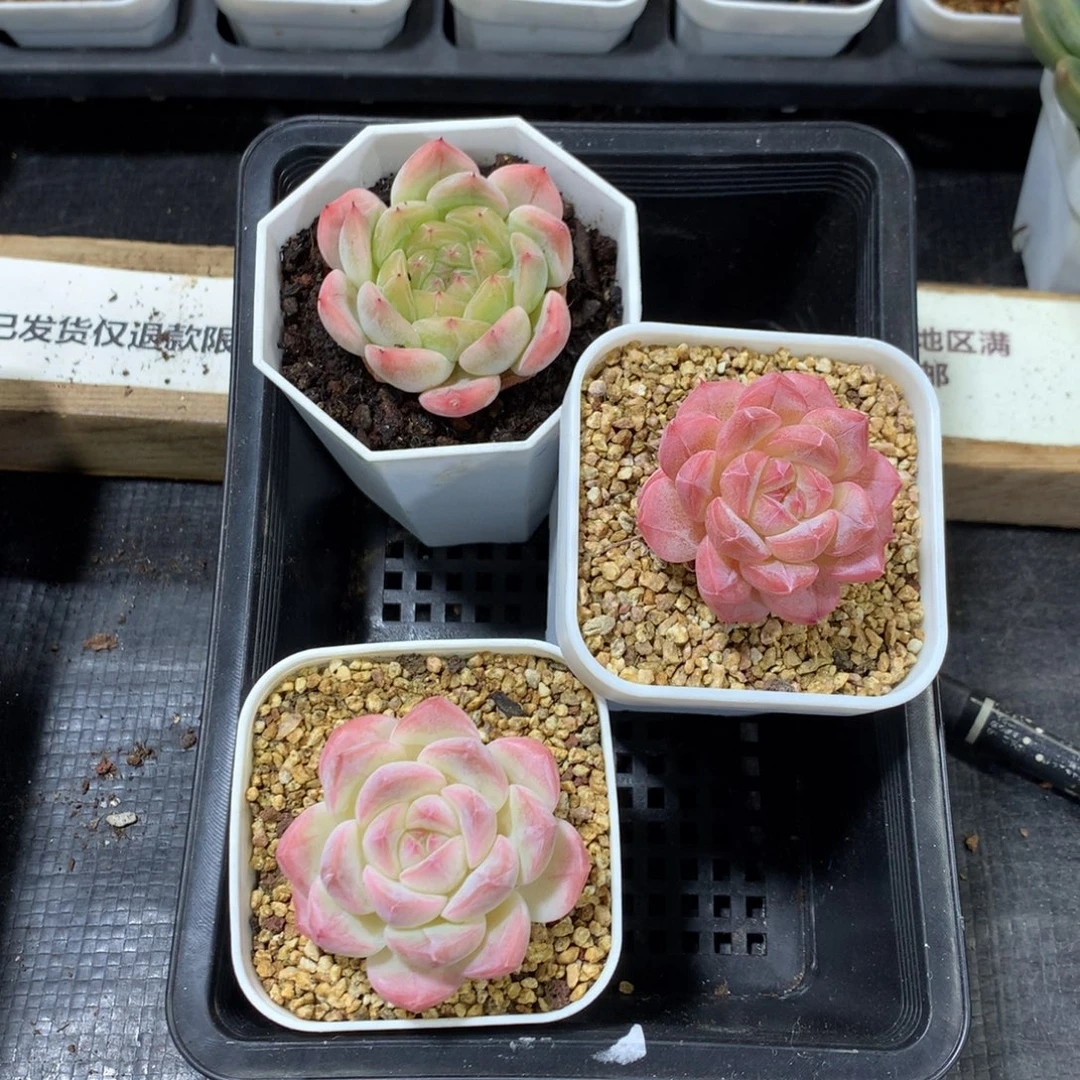 懒羊羊精品一物一拍