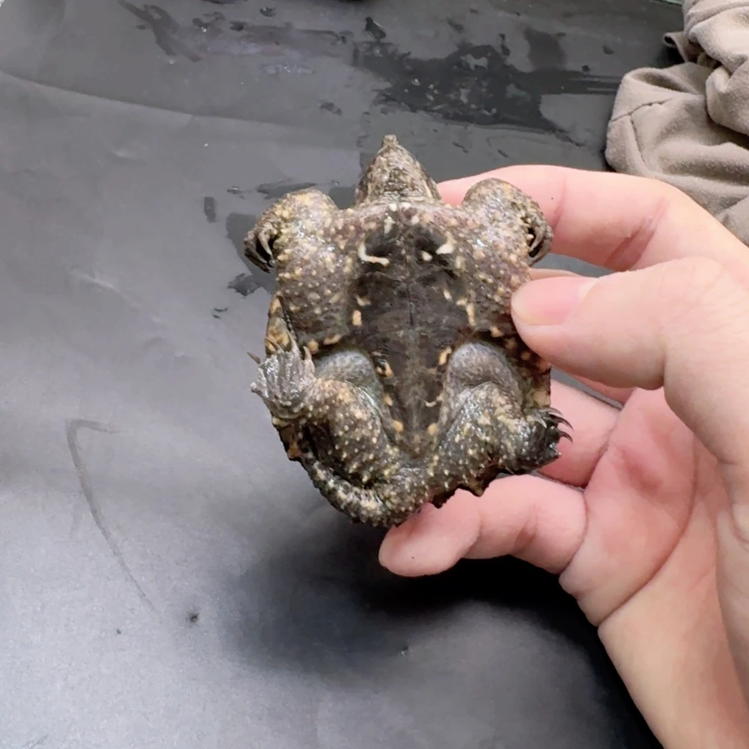 小鳄龟不分公母444