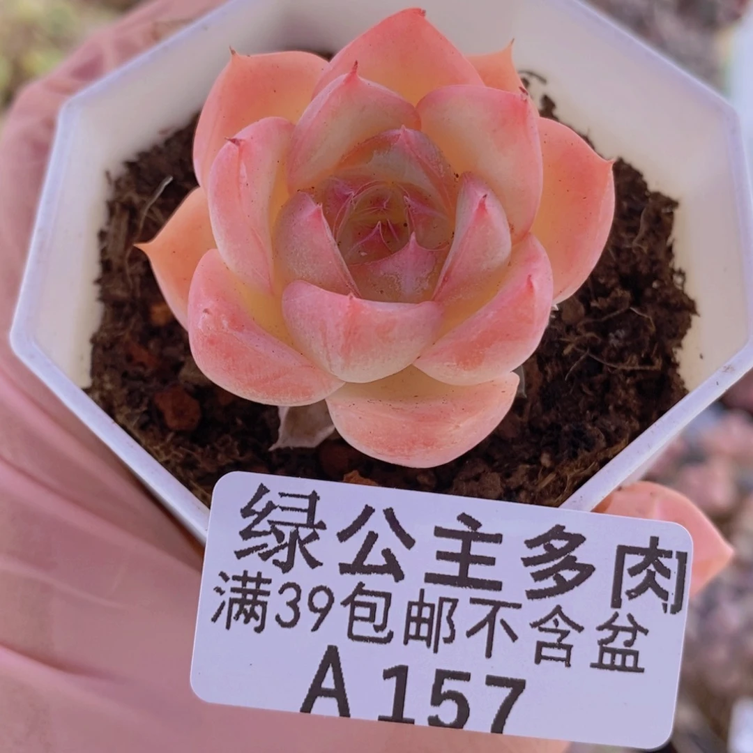 法兰西玫瑰单头157多肉植物