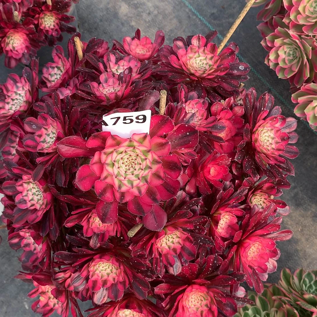 不***。759.红铜白多肉植物