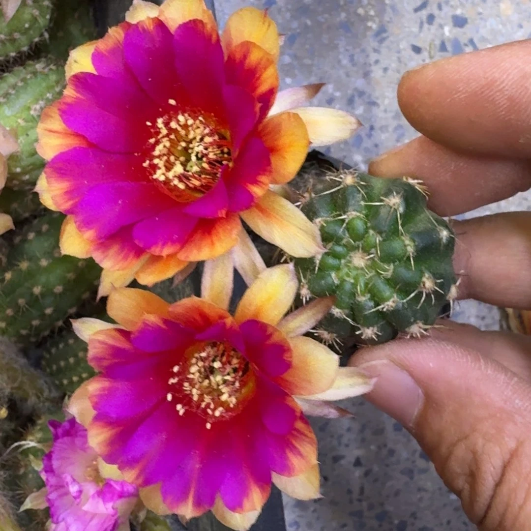 15丽花光环歪3公分左右无根侧牙，20包邮