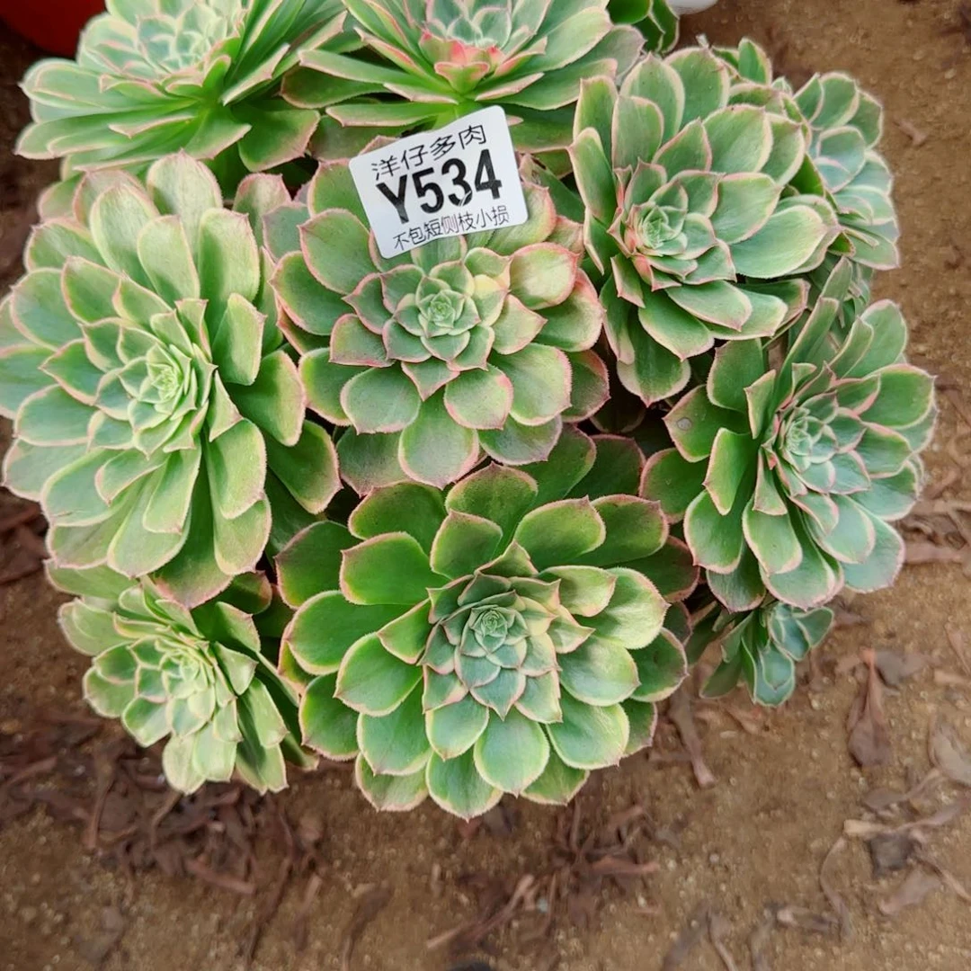 孔雀翎发师534冠幅28