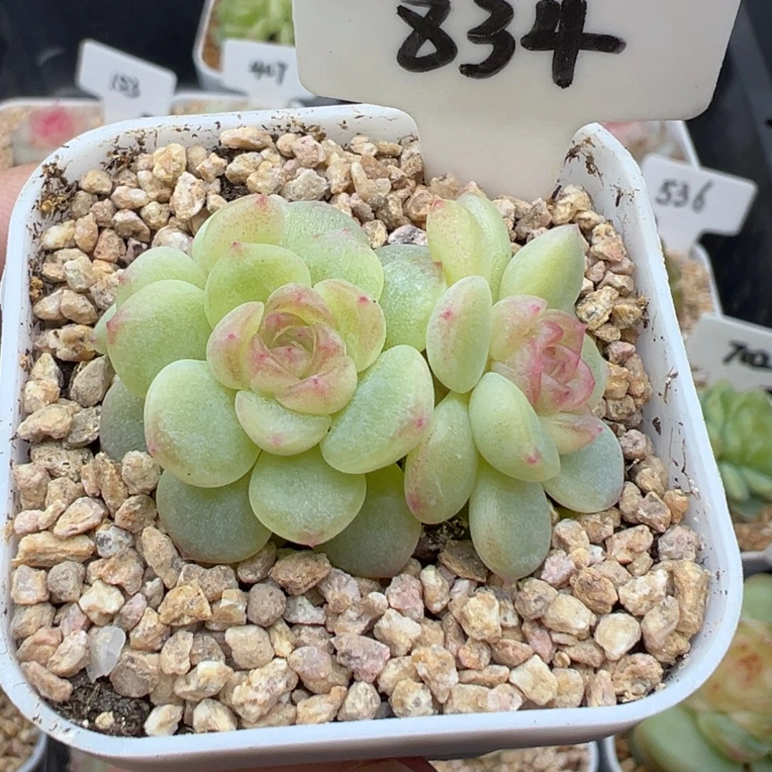 834号希米鹿3头 晗雨
