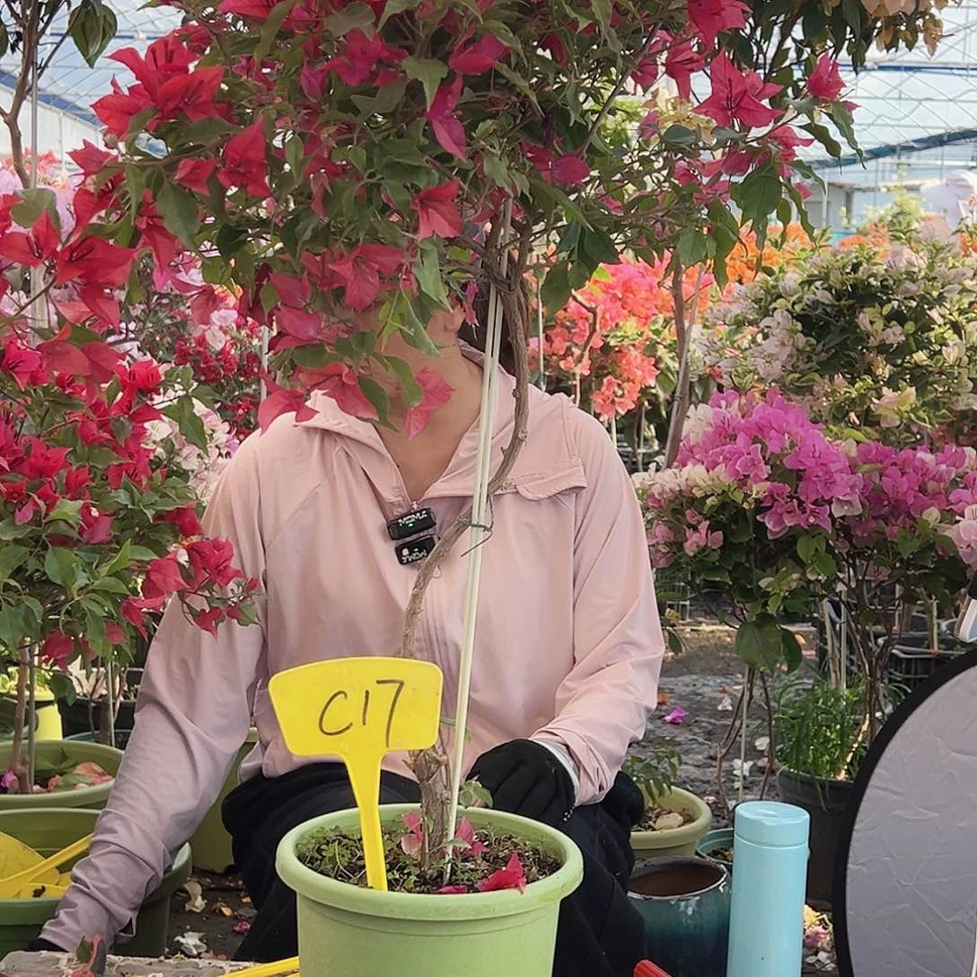 不***偶大部分花苞少量开放C17酒红桑巴