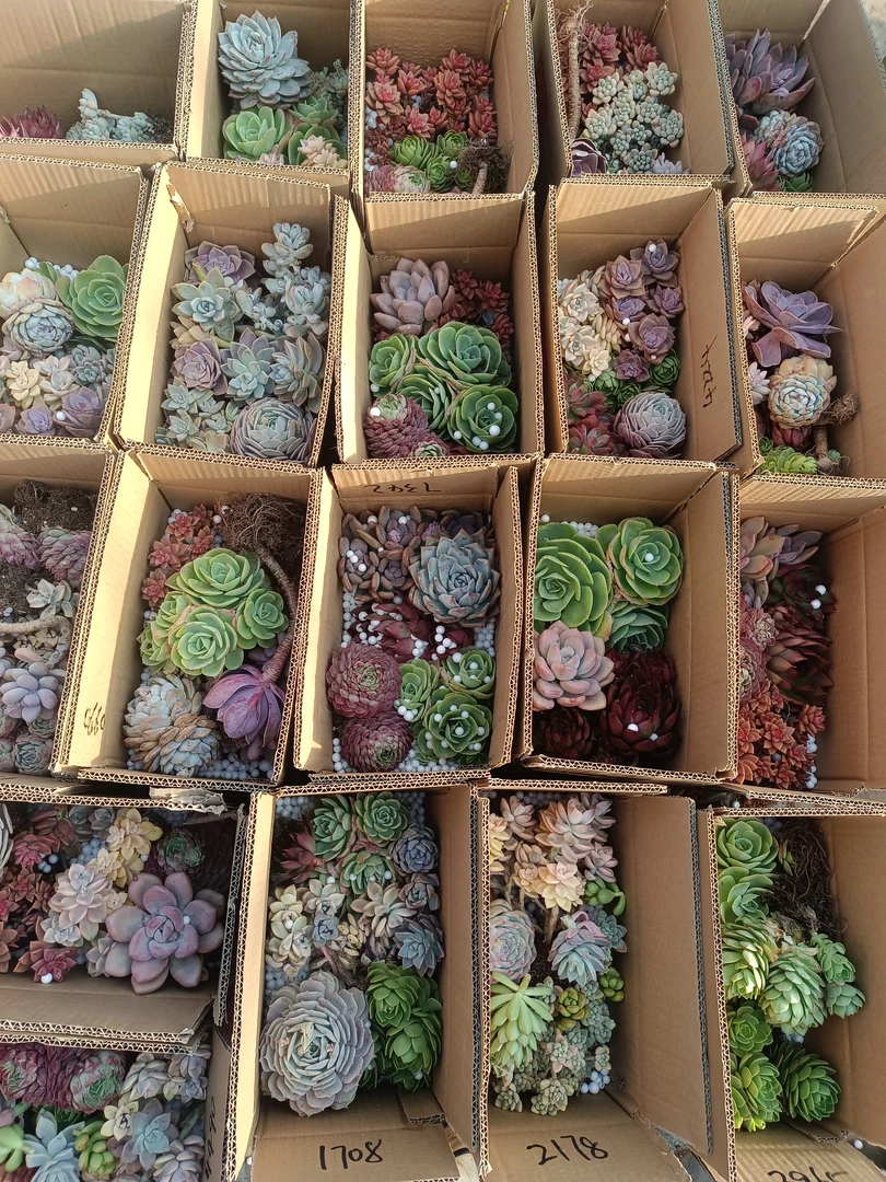 箱拍精品组合 【不包损不售后】粉色绿色多肉植物