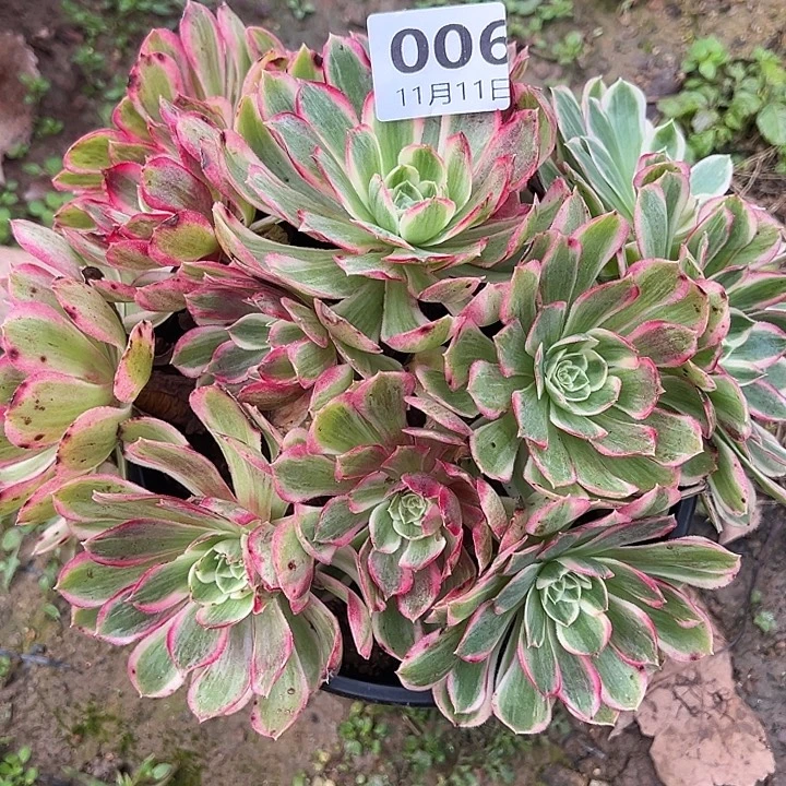 11.11-6孔雀翎多肉植物0