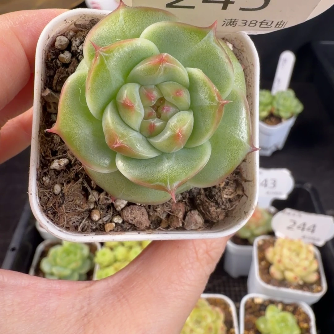 海胆珍妮单头245号