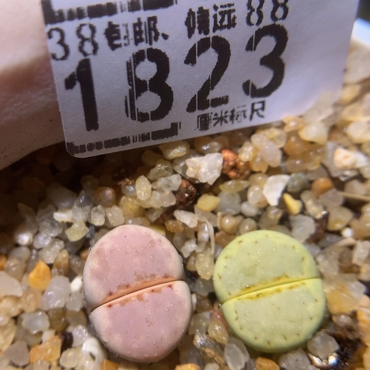 Zzz精品生石花1823