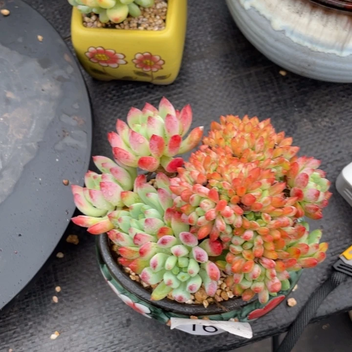 ****法弥鹿之森一物一拍