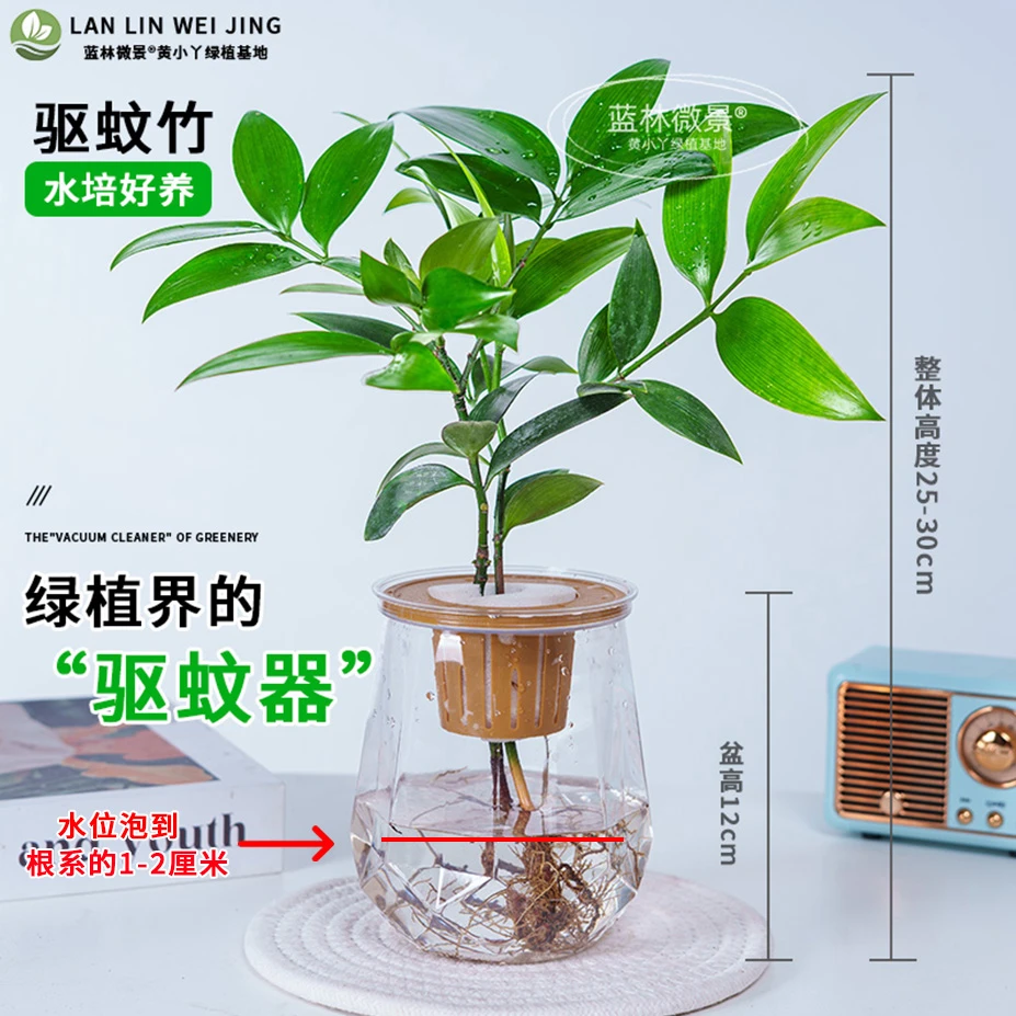 【驱蚊竹】水培竹柏室内盆栽驱蚊好养活四季常青桌面摆件北欧绿植