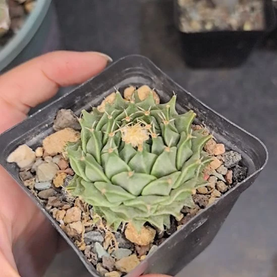 实生帝冠直径4带盆土