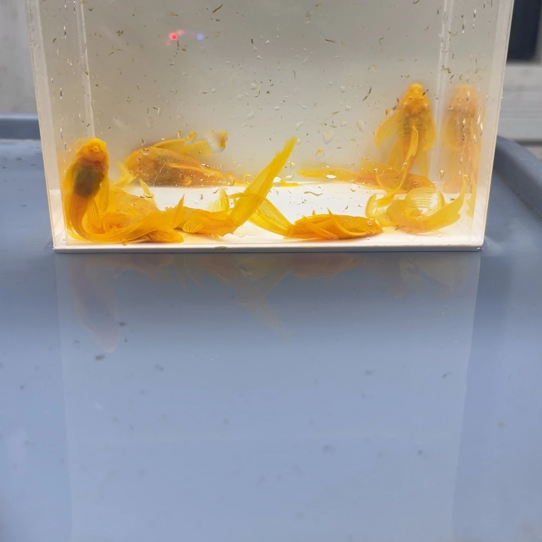 清道夫鱼24k大帆10条开箱视频报损