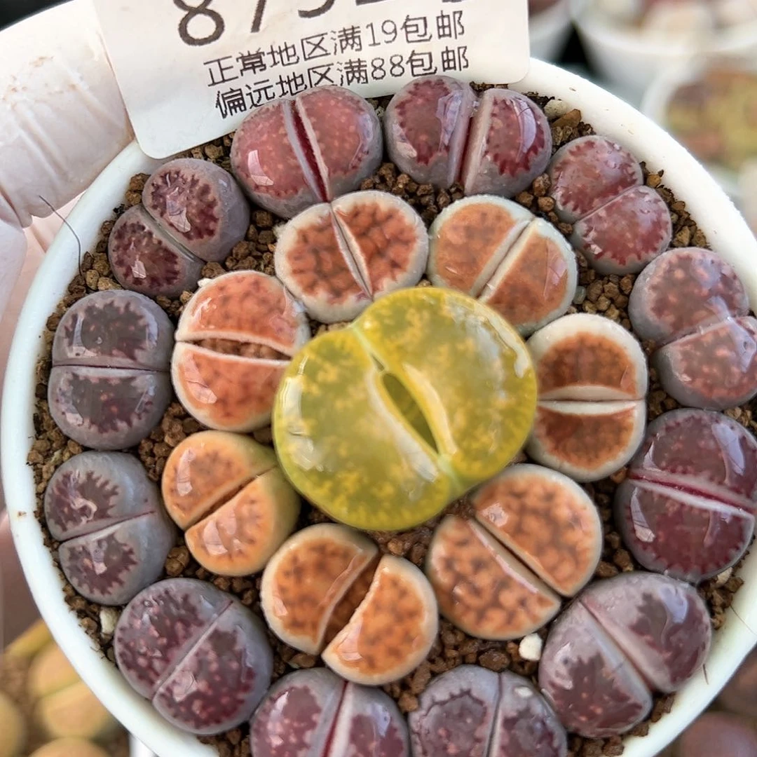 好养易活生石花大母本8751