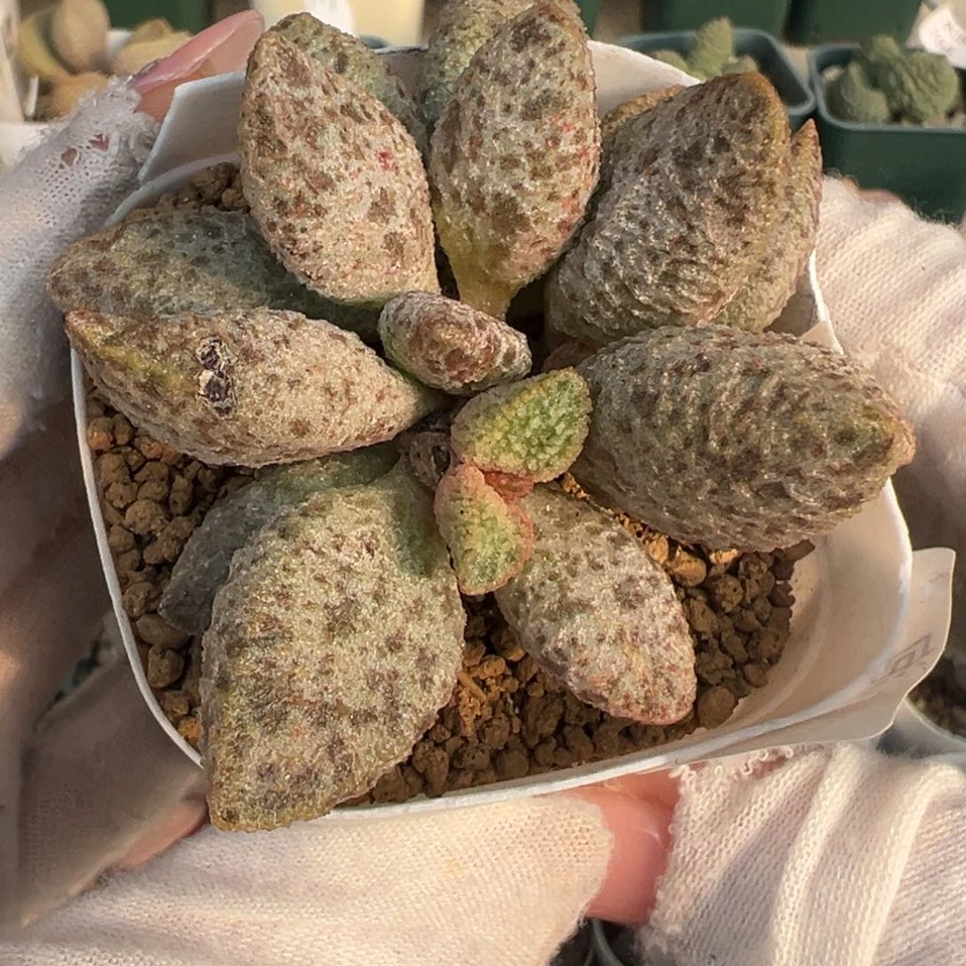 967杂交一颗实生老桩