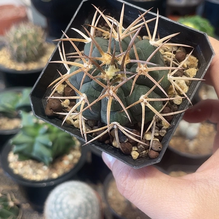 实生光琳玉仙人球一颗