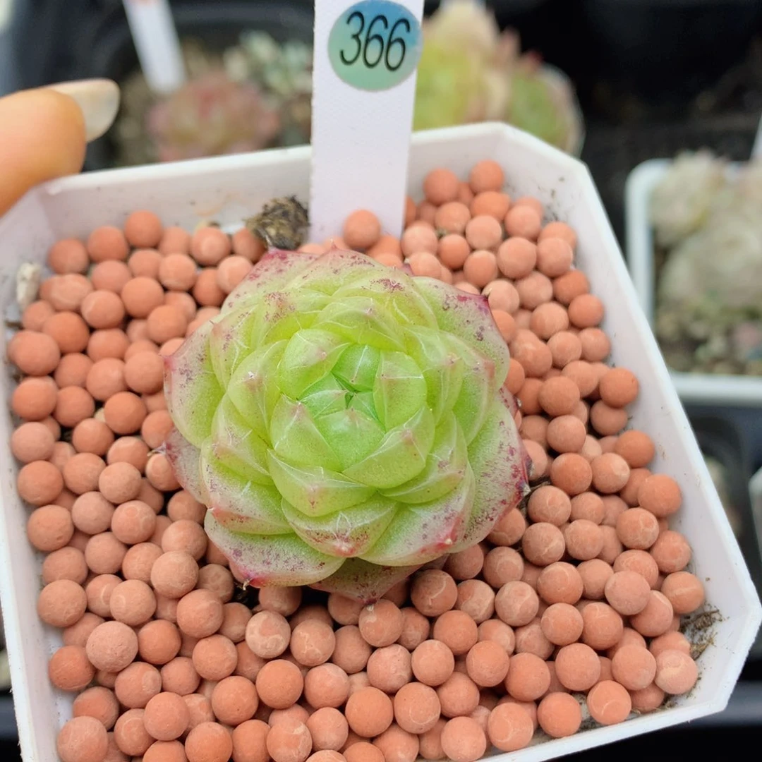 麦秆58包邮  群生不包整366