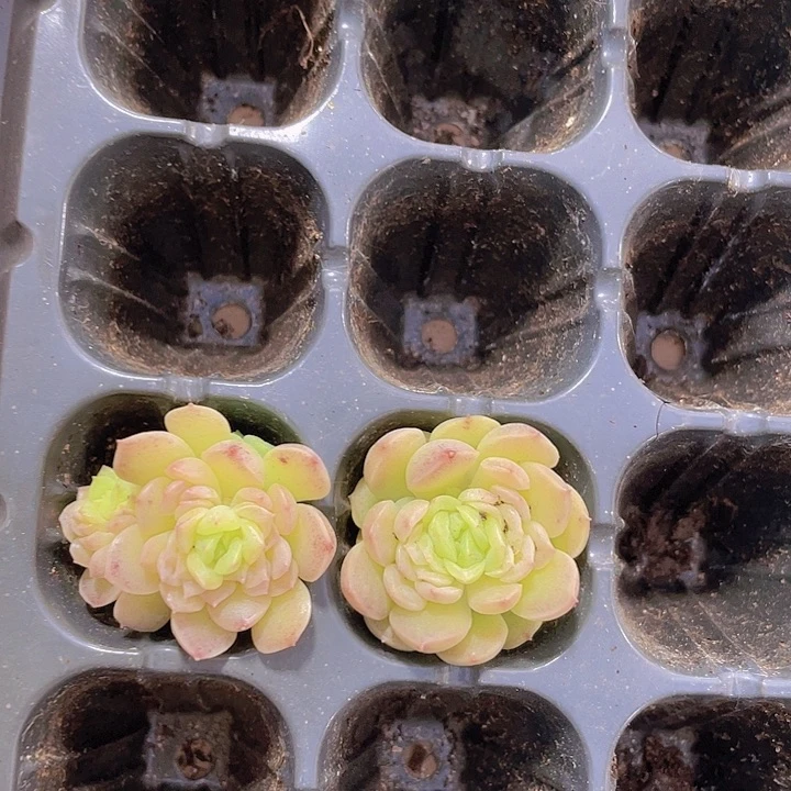 85精品麦秆两颗自选中间盘子