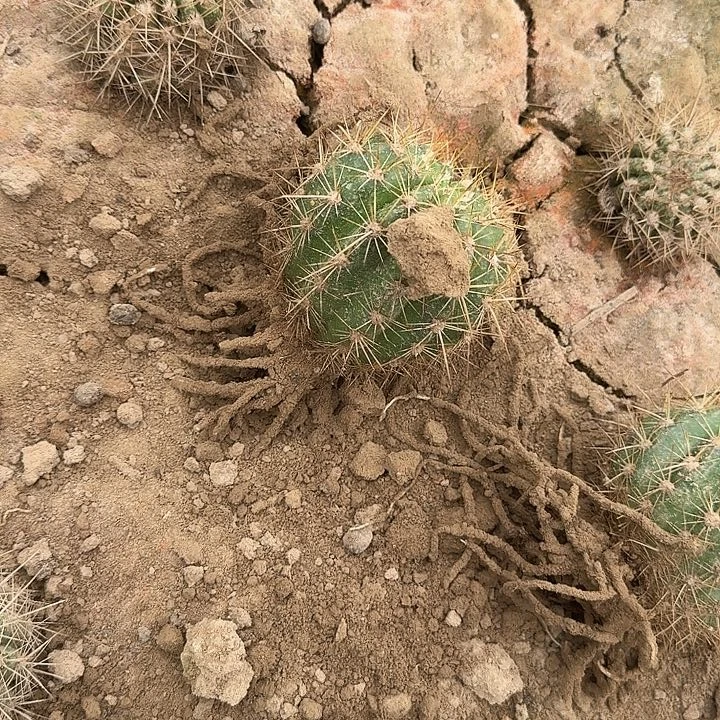 木***华清一带根歪头6公分左右毛花柱