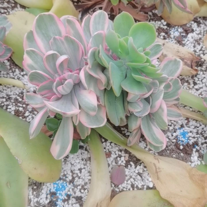 蓝玫瑰锦白覆轮锦缀化捌下发