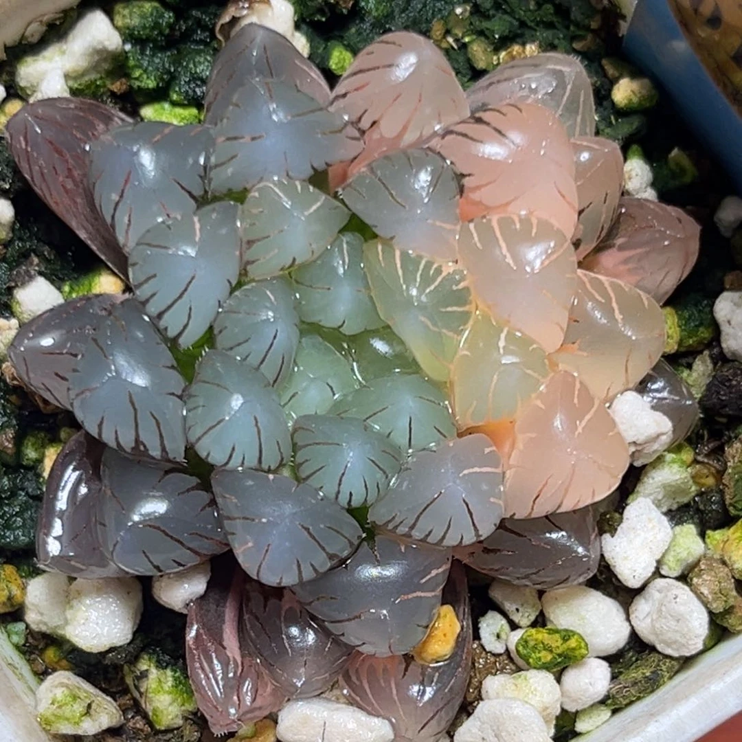 恭喜发财大吉大利0123冰灯