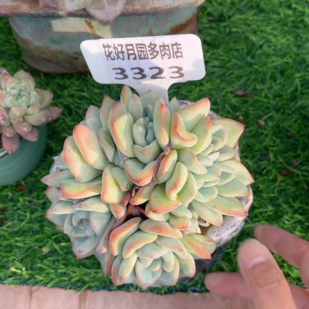 小****多肉植物3323不带盆