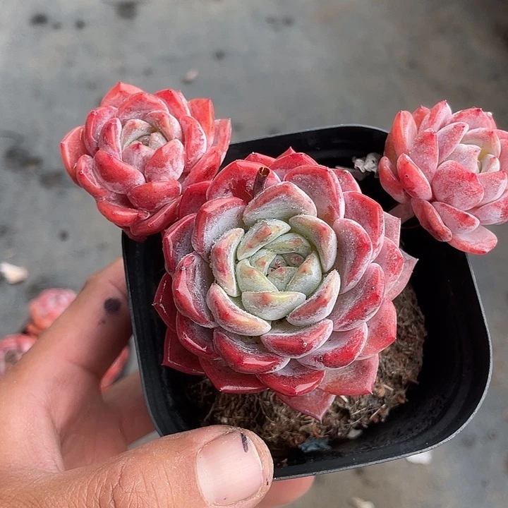 张***转胭脂多肉带盆发货