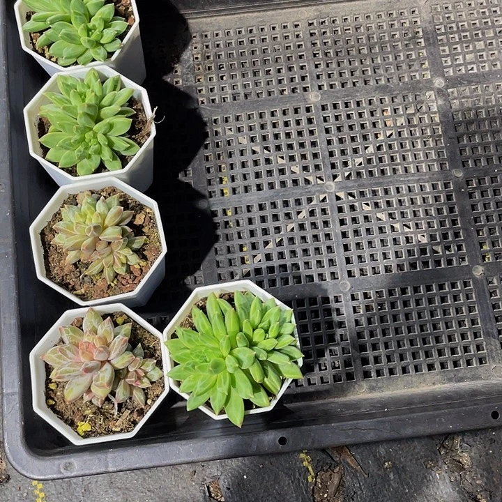 坨***11号筐带盆土发货