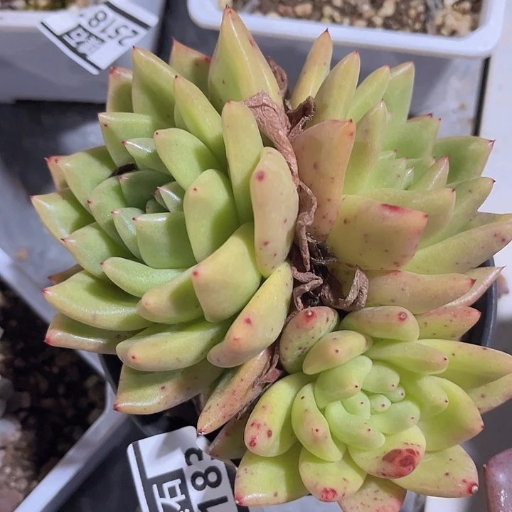 东云杂25183多肉植物