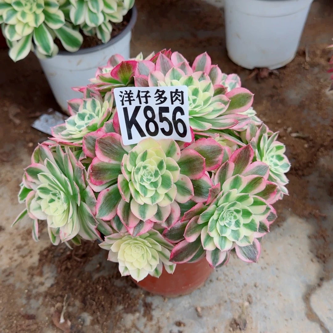 856玉资法师园艺官服20左右2号