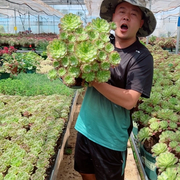 大颗韶华多肉法师