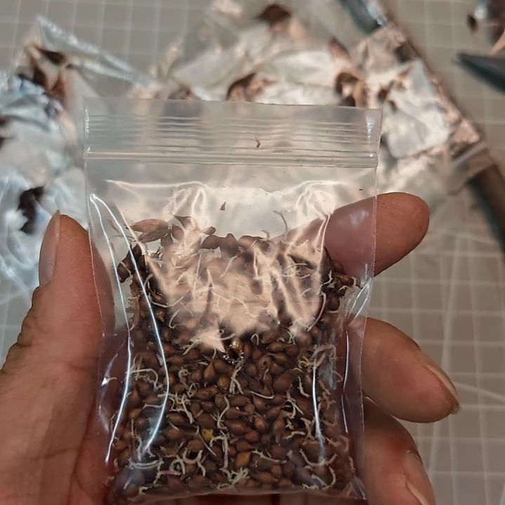 西***园酢浆草早花雪球桃之辉