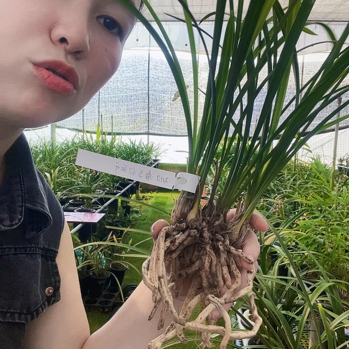完全开放红花开富贵