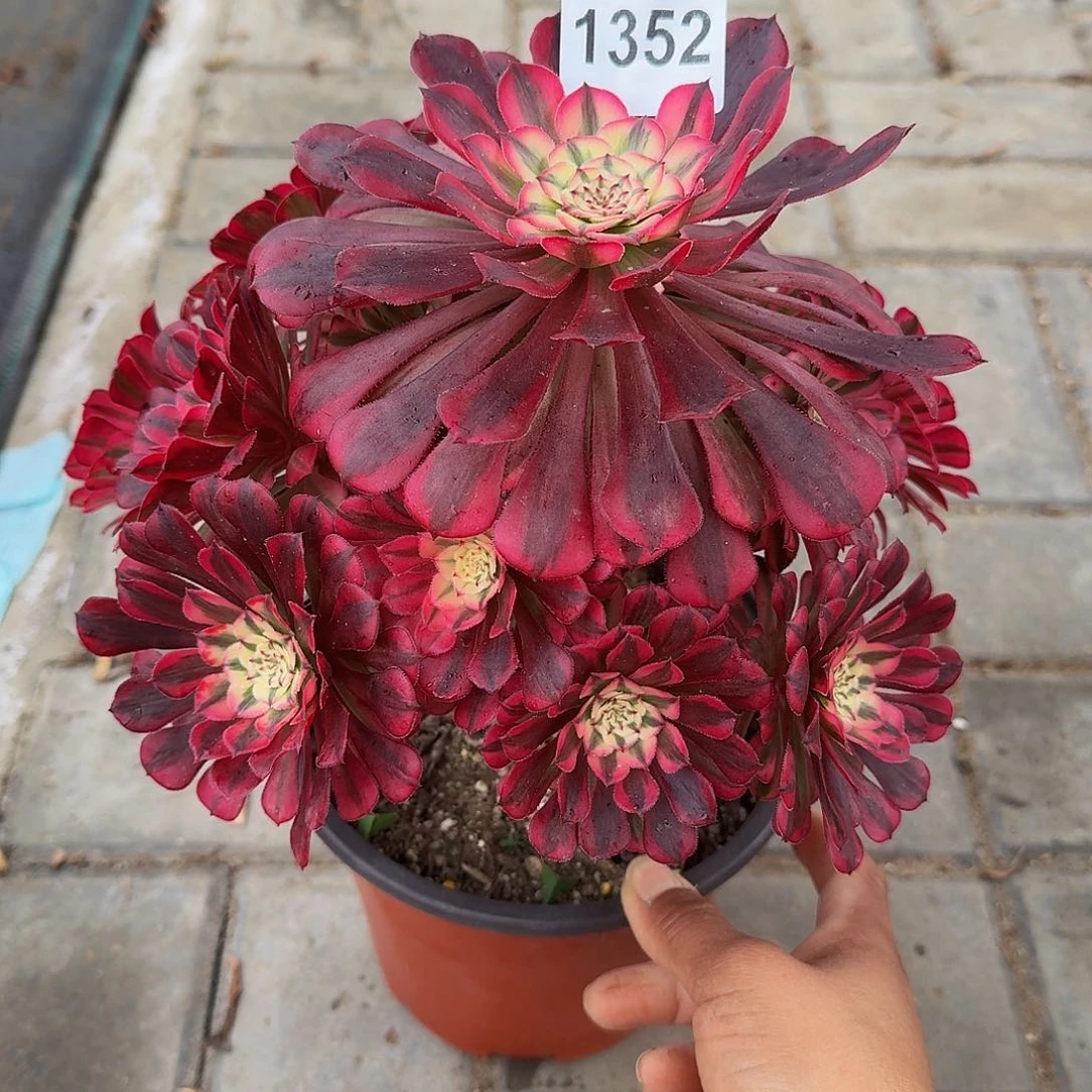 1352红铜白44冠服22左右