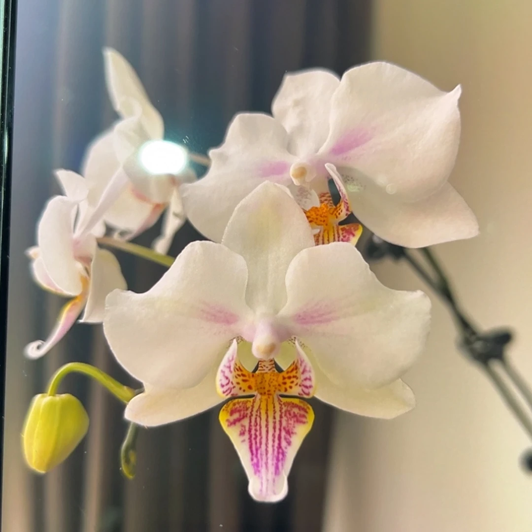 无花朵3.5寸微笑天鹅抽梗苗