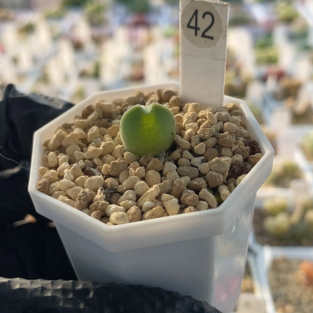 一物一拍短耳空蝉大眼睛