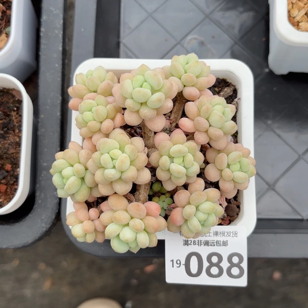 洛可可老桩多肉多肉