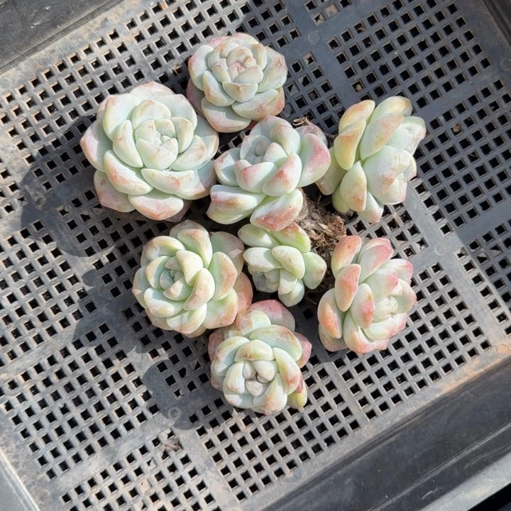 7颗一起的一物一拍的冰玉多肉植物