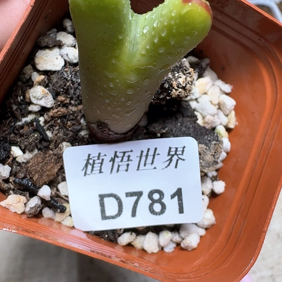 781盒多肉植物哇cv