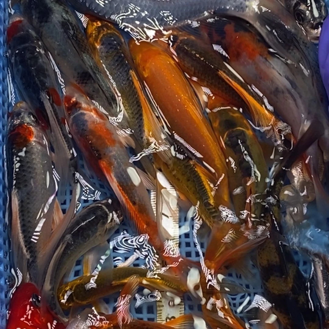 锦鲤冷水锦鲤包邮