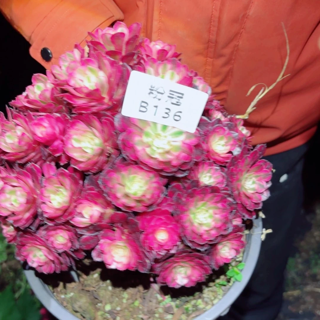 B136 粉冠园艺法师锦